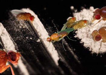 ¿Moscas adictas a la cocaína?