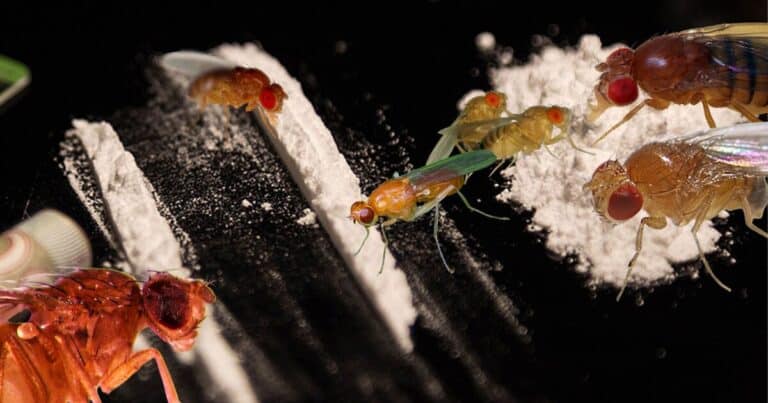 ¿Moscas adictas a la cocaína?