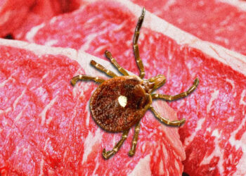 La PICADURA que te vuelve ALÉRGICO a la CARNE