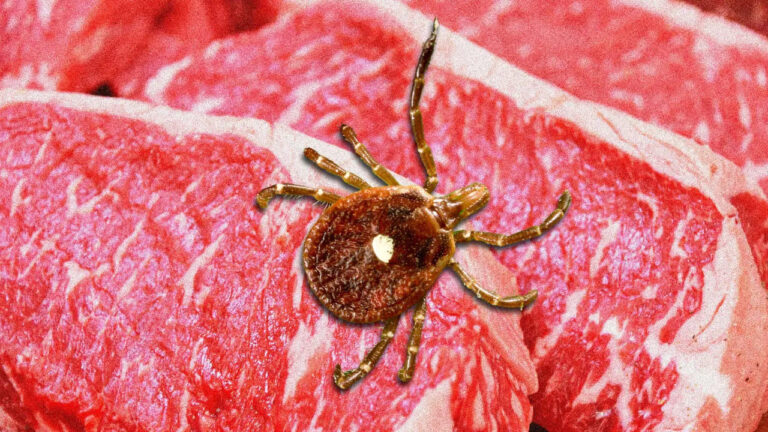 La PICADURA que te vuelve ALÉRGICO a la CARNE