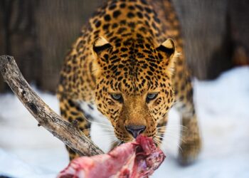 ¿Por qué NO comemos animales carnívoros?