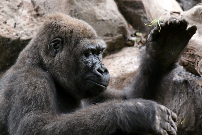 La guerra entre sexos de los primates: ¿Existe un macho alfa en la naturaleza?