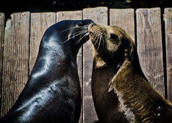 Así ligan los animales: los rituales de apareamiento más extraños