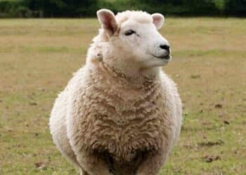 Clonación de Dolly: el comienzo de una era en la biotecnología.