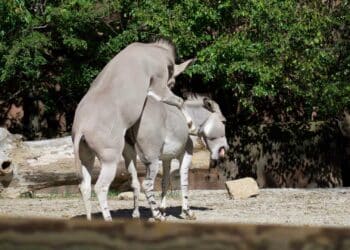 Animales que tienen sexo con otros del mismo sexo: la ciencia lo explica todo.