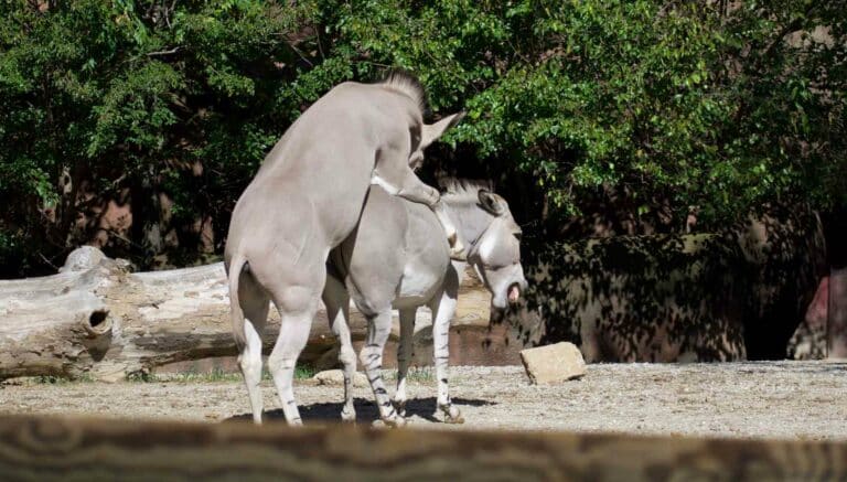 Animales que tienen sexo con otros del mismo sexo: la ciencia lo explica todo.