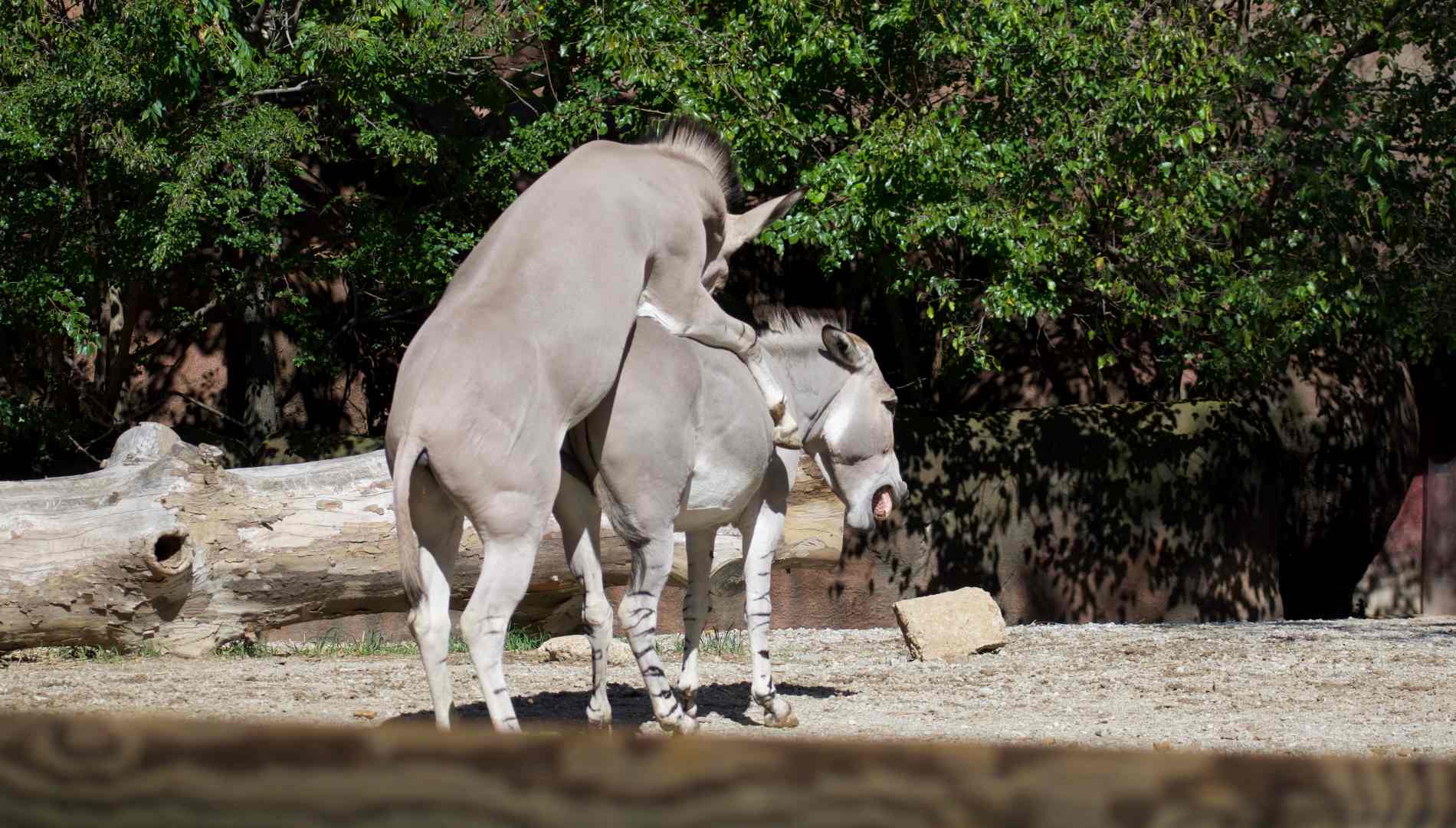 Animales que tienen sexo con otros del mismo sexo: la ciencia lo explica todo.
