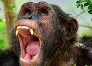 La historia de Gombe: la violenta guerra que cambió la primatología para siempre.