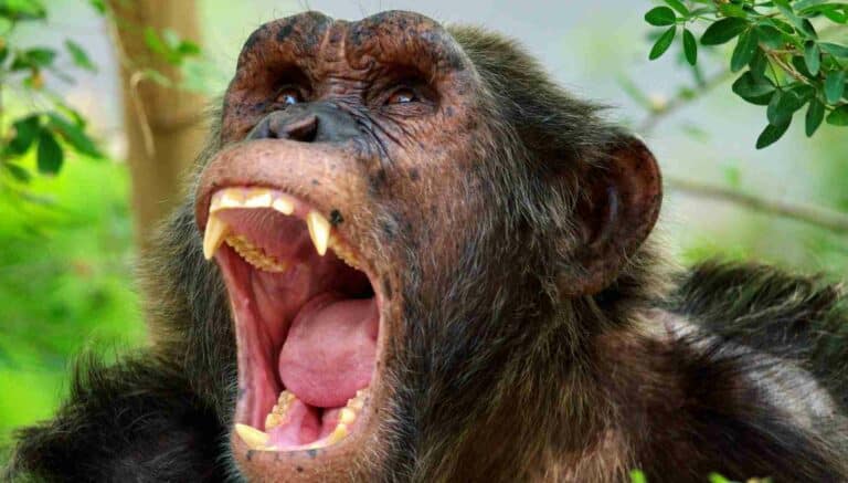 La historia de Gombe: la violenta guerra que cambió la primatología para siempre.