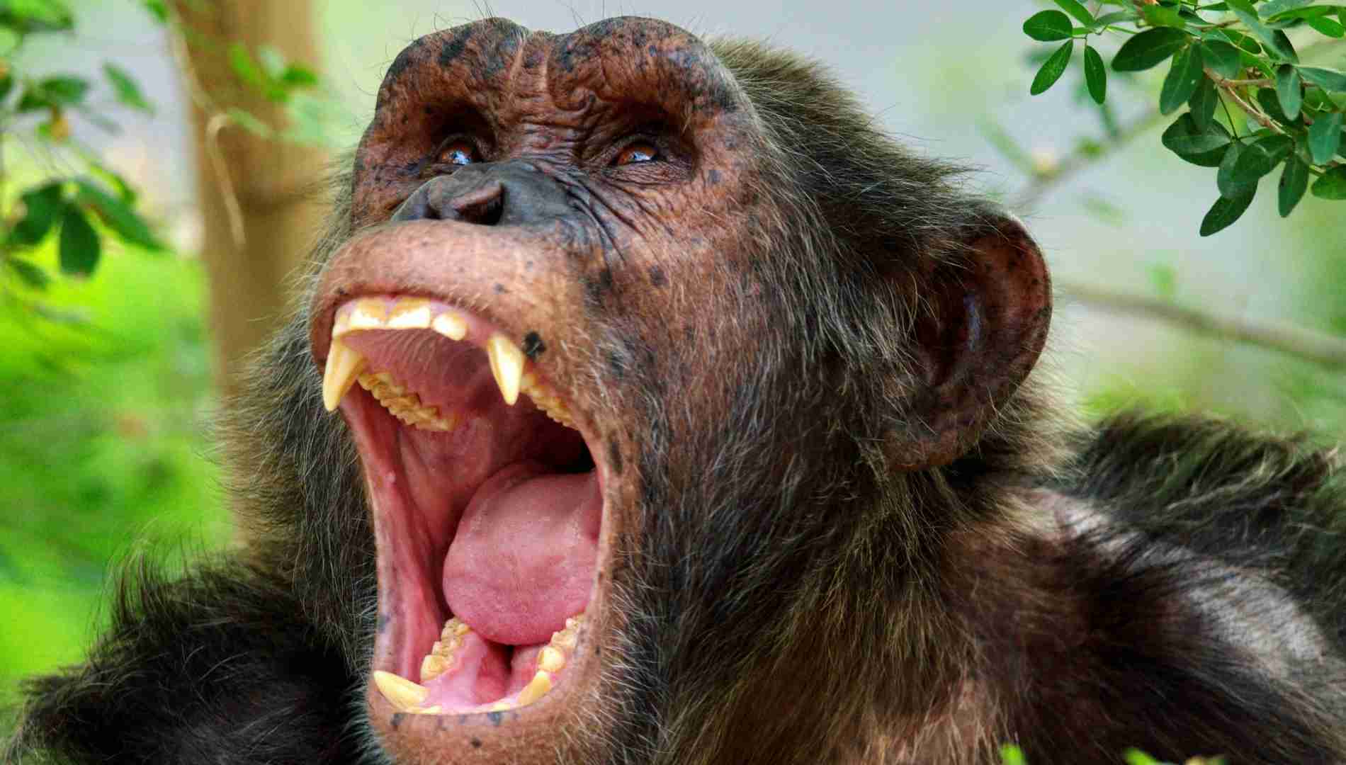 La historia de Gombe: la violenta guerra que cambió la primatología para siempre.