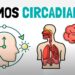 Los secretos de los ritmos biológicos