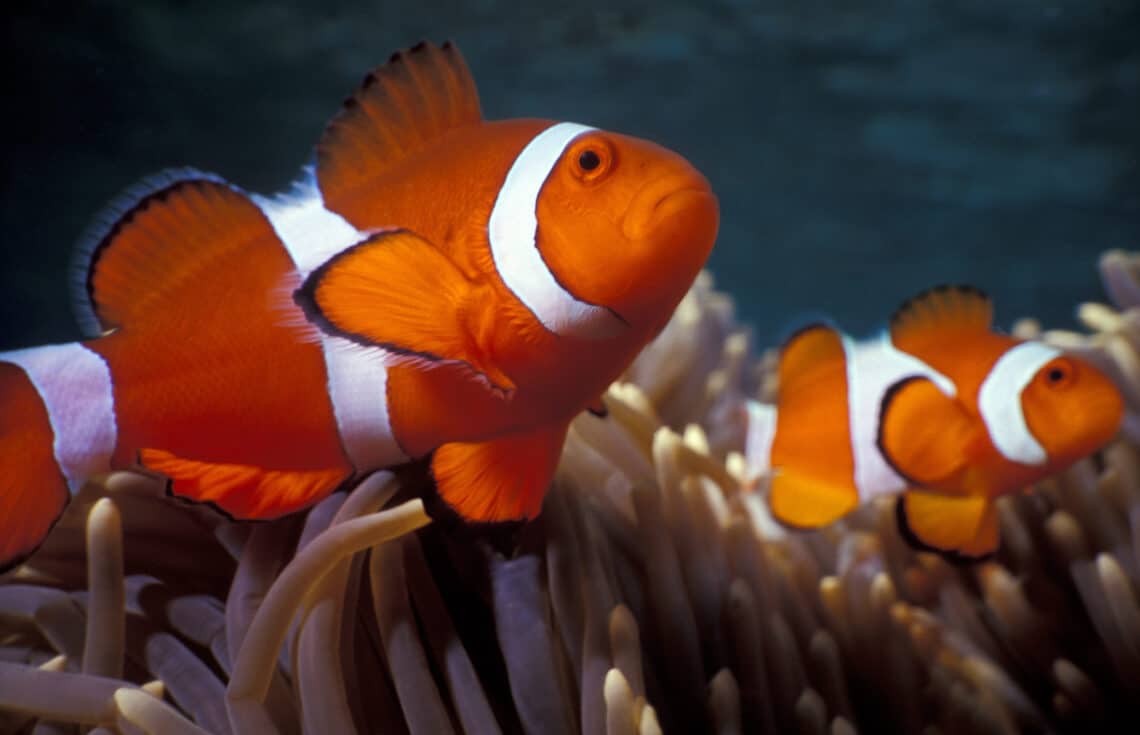 La VERDADERA historia de Buscando a NEMO: El SEXO en los peces payaso 🐠