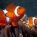 La VERDADERA historia de Buscando a NEMO: El SEXO en los peces payaso 🐠