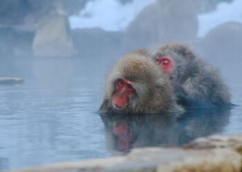 ¿Por qué los ANIMALES se comportan de maneras tan DISTINTAS? 🦁↔️​🐯